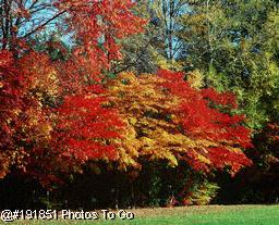 Autumn leaves